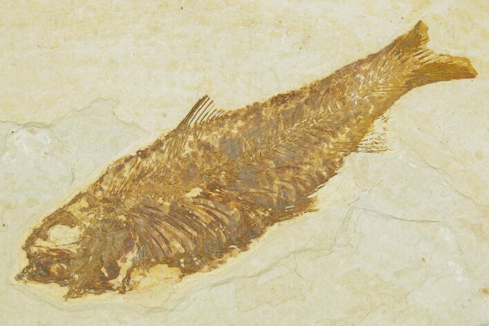 Detailed Fossil Fish (Knightia) - Wyoming #363884
